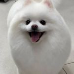 مجید پورشفیع قلعه کلی