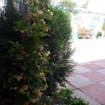 هنرستان موثق پور