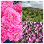 تولید عرقیجات و گلاب ماهنشان