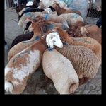 گوسفنده زنده (مغان و افشار )