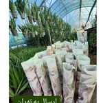 گلخانه طوطیا