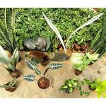 گلخانه طوطیا