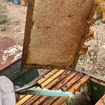 عسل طبیعی و تظمینی به شرط