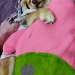 کلینیک دامپزشکی ستاره ری