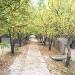 دهکده گردشگری و تفریحی سرو