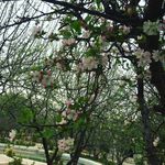 دهکده گردشگری و تفریحی سرو