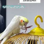 کلینیک دامپزشکی جزیره حیوانات