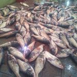 مرغ و ماهی خزر