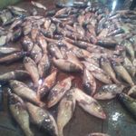 مرغ و ماهی خزر