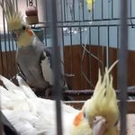 کلینیک اختصاصی حیوانات خانگی نوین
