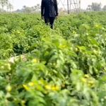 مشاور کشاورزی | افزایش تناژ