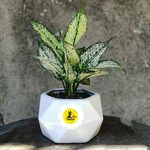 گل فروشی اینترنتی آمازون (سعادت آباد)