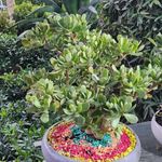 گل فروشی اینترنتی آمازون (گیشا)