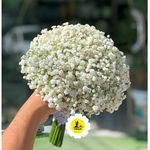 گل فروشی اینترنتی آمازون (گیشا)