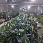 مزرعه گل فروردین شمال