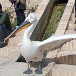 باغ گلشن