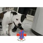 بیمارستان دامپزشکی اوینا