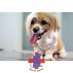 بیمارستان دامپزشکی اوینا