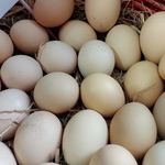 لبنیات سنتی اسکندری تهرانپارس