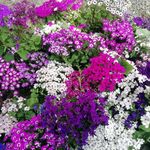 رامین یحیایی فر