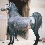 مجموعه پرورش اسب اصیل کُهندژ