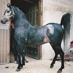 مجموعه پرورش اسب اصیل کُهندژ