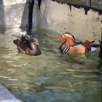 پرورش و فروش پرندگان زینتی جعفری