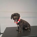 آرایشگاه حیوانات خانگی نگاه