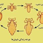 دکتر مینا محبی