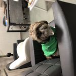 مرکز تخصصی " فیزیوتراپی" حیوانات خانگی فیزیوپت