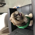 مرکز تخصصی " فیزیوتراپی" حیوانات خانگی فیزیوپت