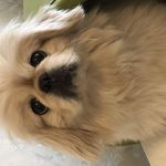 مرکز تخصصی " فیزیوتراپی" حیوانات خانگی فیزیوپت