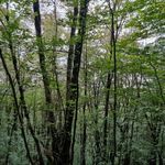 کلبه های جنگلی هتل بام سبز رامسر (هتل بام رامسر)