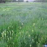 روستای آهو