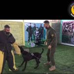 باشگاه آموزش سگ نارسیس