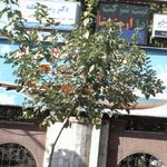 کلینیک دندانپزشکی دکتر آرش عزیزی