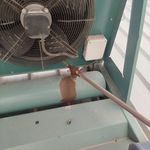 سعید ساروقی