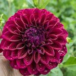 فروشگاه گل رز