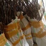 نهالستان تخصصی انجیر گلوگاه