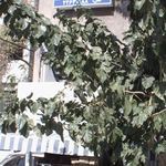 بیمه آسیا