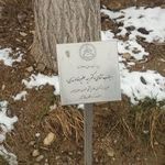 فرهنگستان علوم پزشکی