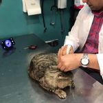 کلینیک دامپزشکی و پت شاپ گیلانا