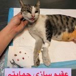 کلینیک دامپزشکی تریتامیرداماد