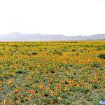 دشت شقایق (دشت شقایق شهریار)