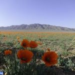 دشت شقایق (دشت شقایق شهریار)