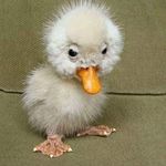 آکواریوم و پت شاپ آکوآآ