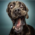 آکواریوم و پت شاپ آکوآآ