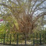 درخت انجیر معابد