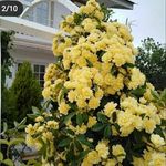 باغ ویلا امارت سفید