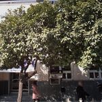 بانک مسکن شعبه بازار روز ساری